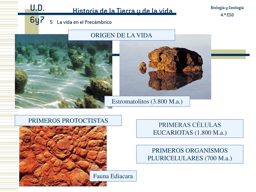 U.D. 6y7 Historia de la Tierra y de la vida ORIGEN DE LA VIDA