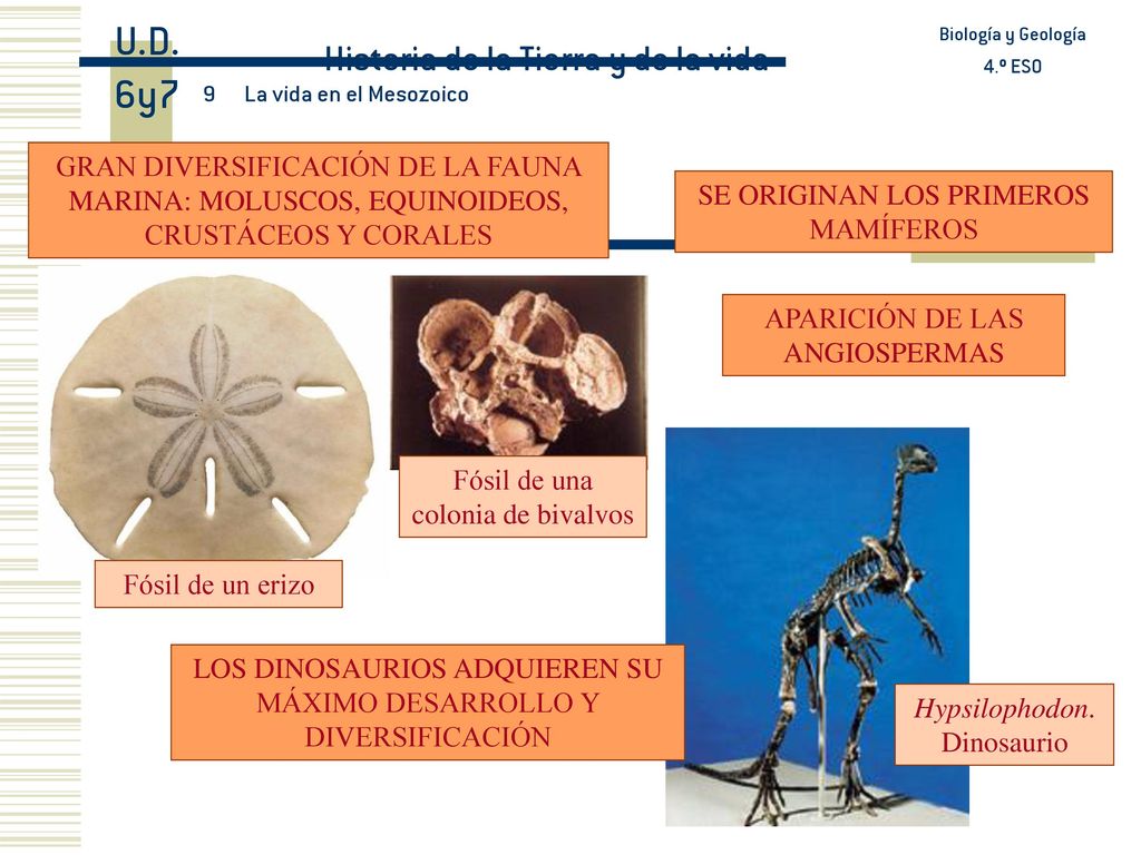 U.D. 6y7 Historia de la Tierra y de la vida