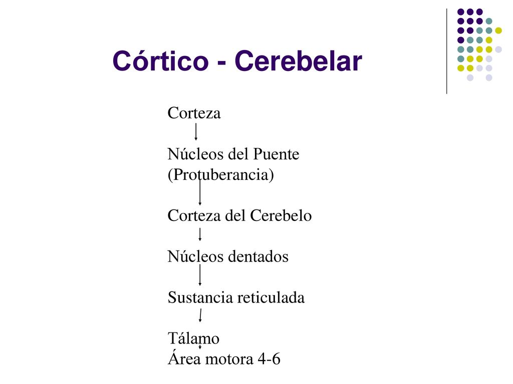 Córtico - Cerebelar Corteza Núcleos del Puente (Protuberancia)