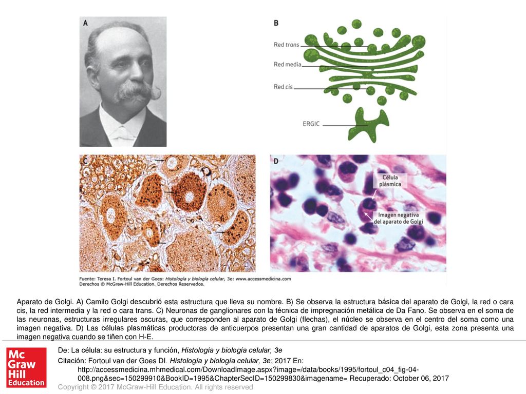 Aparato de Golgi. A) Camilo Golgi descubrió esta estructura que lleva su nombre. B) Se observa la estructura básica del aparato de Golgi, la red o cara cis, la red intermedia y la red o cara trans. C) Neuronas de ganglionares con la técnica de impregnación metálica de Da Fano. Se observa en el soma de las neuronas, estructuras irregulares oscuras, que corresponden al aparato de Golgi (flechas), el núcleo se observa en el centro del soma como una imagen negativa. D) Las células plasmáticas productoras de anticuerpos presentan una gran cantidad de aparatos de Golgi, esta zona presenta una imagen negativa cuando se tiñen con H-E.