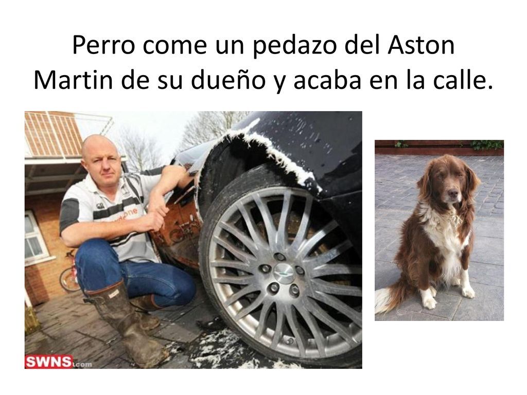 Perro come un pedazo del Aston Martin de su dueño y acaba en la calle.