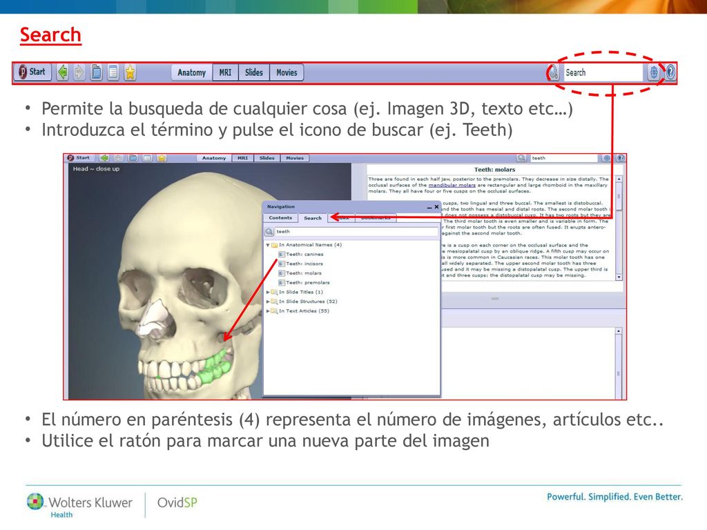 Search Permite la busqueda de cualquier cosa (ej. Imagen 3D, texto etc…) Introduzca el término y pulse el icono de buscar (ej. Teeth)