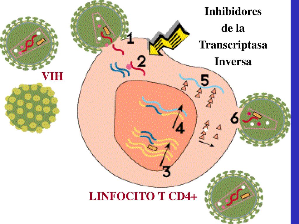 Inhibidores de la Transcriptasa Inversa VIH LINFOCITO T CD4+