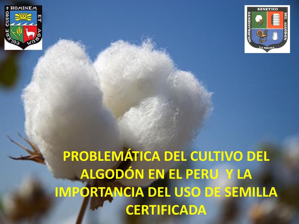 PROBLEMÁTICA DEL CULTIVO DEL ALGODÓN EN EL PERU Y LA IMPORTANCIA DEL USO DE SEMILLA CERTIFICADA