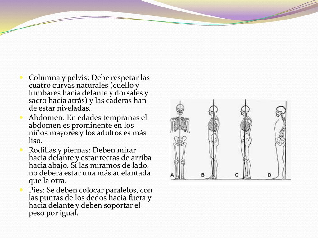 Columna y pelvis: Debe respetar las cuatro curvas naturales (cuello y lumbares hacia delante y dorsales y sacro hacia atrás) y las caderas han de estar niveladas.