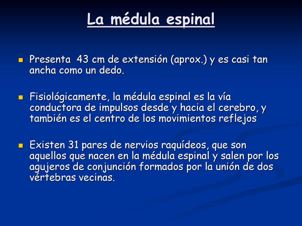 La médula espinal Presenta 43 cm de extensión (aprox.) y es casi tan ancha como un dedo.