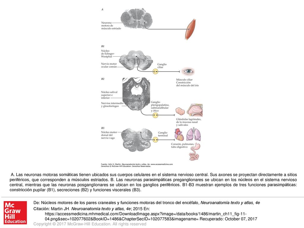 A. Las neuronas motoras somáticas tienen ubicados sus cuerpos celulares en el sistema nervioso central. Sus axones se proyectan directamente a sitios periféricos, que corresponden a músculos estriados. B. Las neuronas parasimpáticas preganglionares se ubican en los núcleos en el sistema nervioso central, mientras que las neuronas posganglionares se ubican en los ganglios periféricos. B1-B3 muestran ejemplos de tres funciones parasimpáticas: constricción pupilar (B1), secreciones (B2) y funciones viscerales (B3).