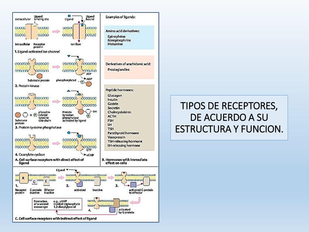 TIPOS DE RECEPTORES, DE ACUERDO A SU ESTRUCTURA Y FUNCION.