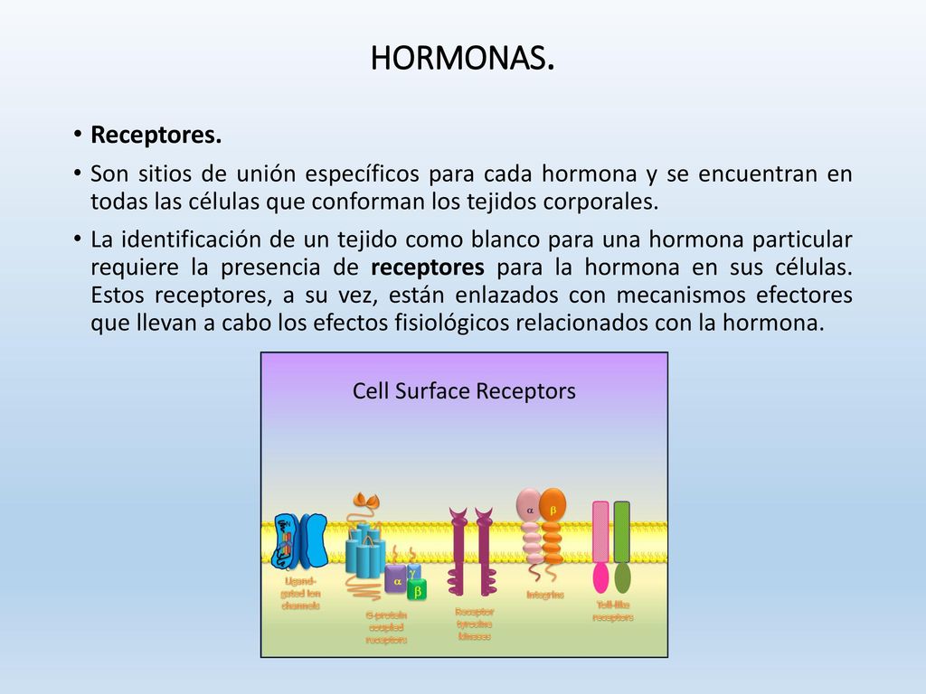 HORMONAS. Receptores. Son sitios de unión específicos para cada hormona y se encuentran en todas las células que conforman los tejidos corporales.