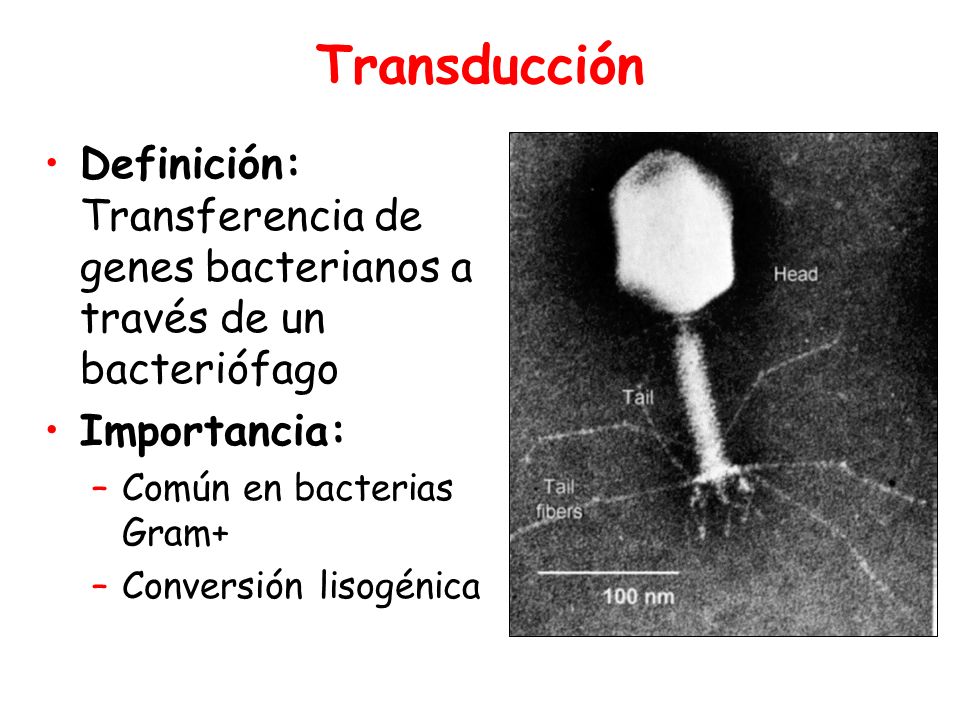 Transducción Definición: Transferencia de genes bacterianos a través de un bacteriófago. Importancia:
