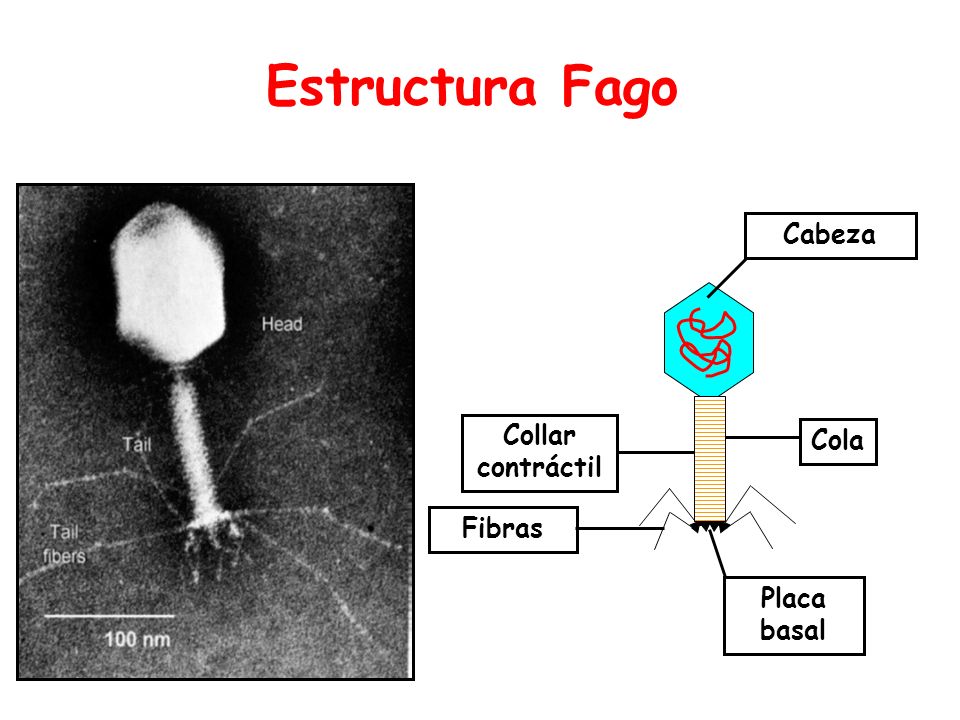 Estructura Fago Cabeza Collar contráctil Cola Fibras Placa basal