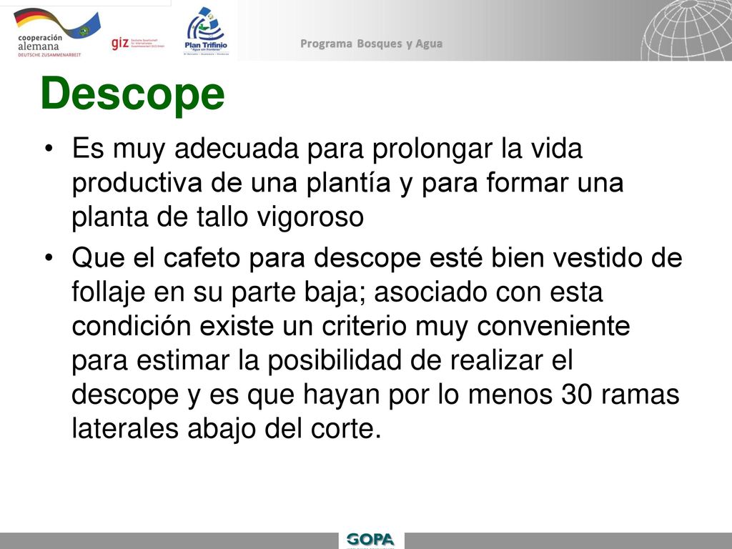 Descope Es muy adecuada para prolongar la vida productiva de una plantía y para formar una planta de tallo vigoroso.