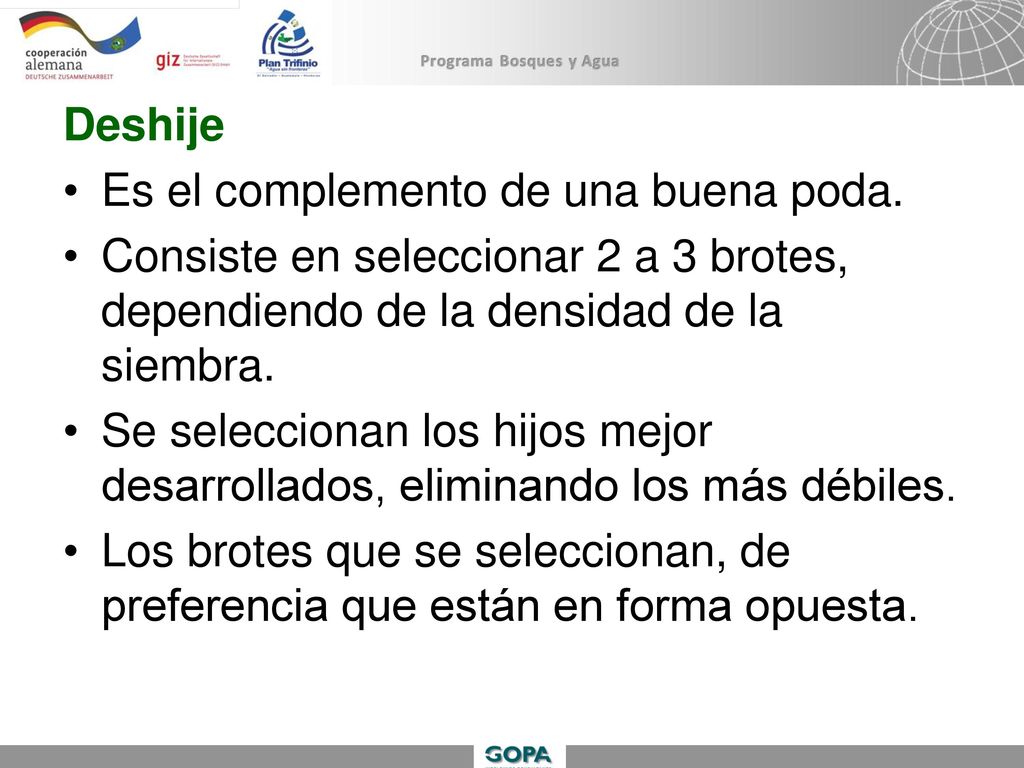 Deshije Es el complemento de una buena poda. Consiste en seleccionar 2 a 3 brotes, dependiendo de la densidad de la siembra.