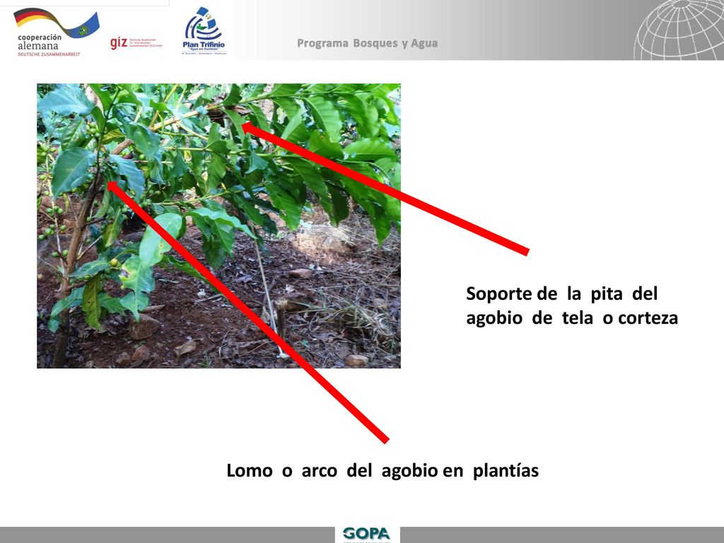 Soporte de la pita del agobio de tela o corteza