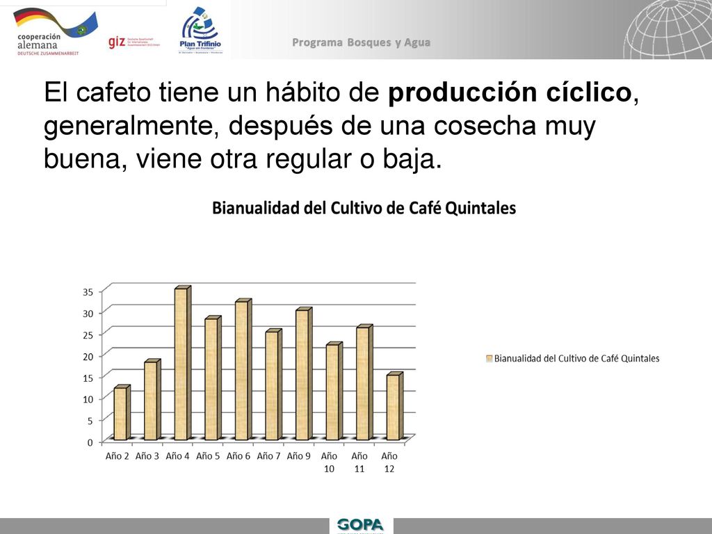 El cafeto tiene un hábito de producción cíclico, generalmente, después de una cosecha muy buena, viene otra regular o baja.