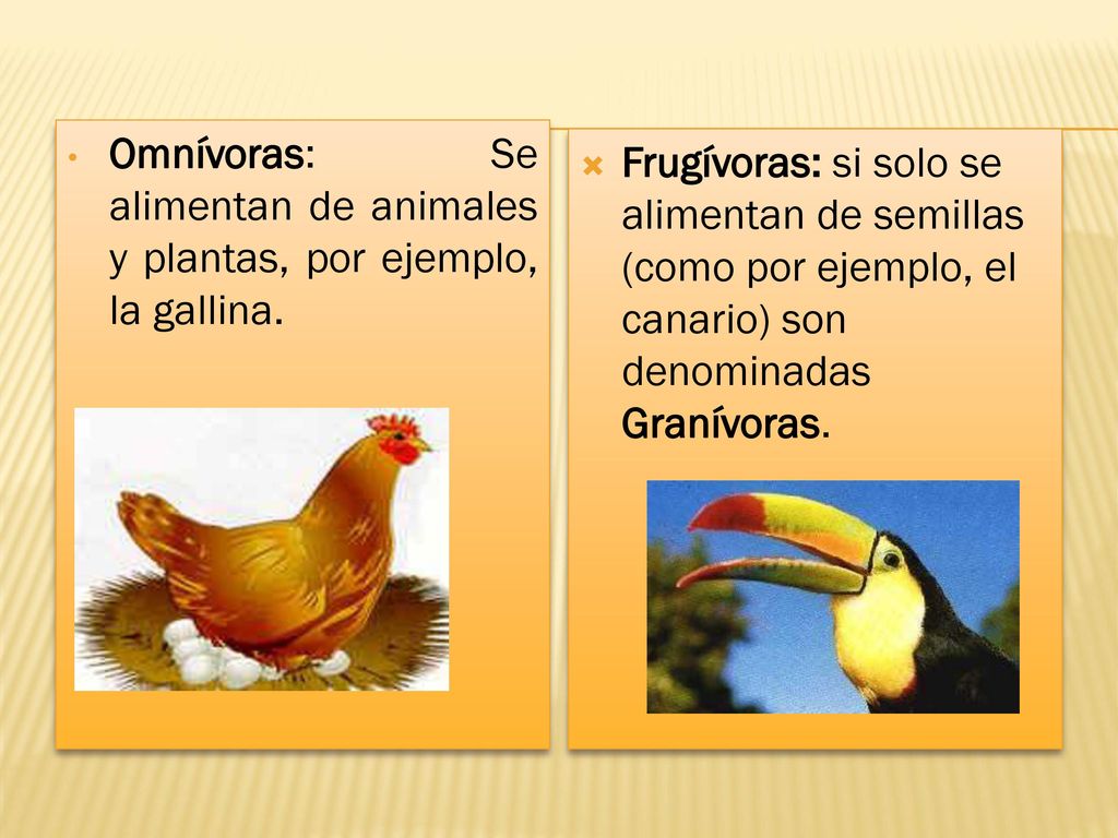 Omnívoras: Se alimentan de animales y plantas, por ejemplo, la gallina.