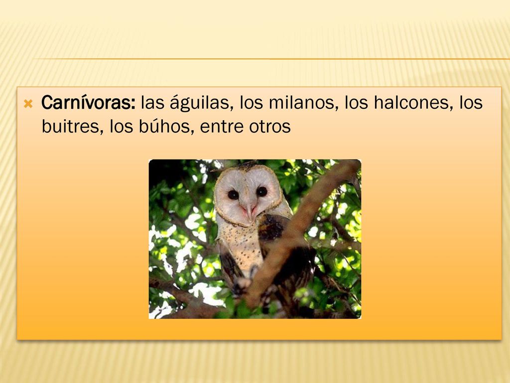 Carnívoras: las águilas, los milanos, los halcones, los buitres, los búhos, entre otros