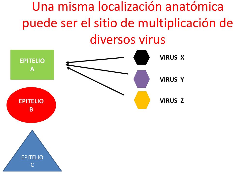 Una misma localización anatómica puede ser el sitio de multiplicación de diversos virus