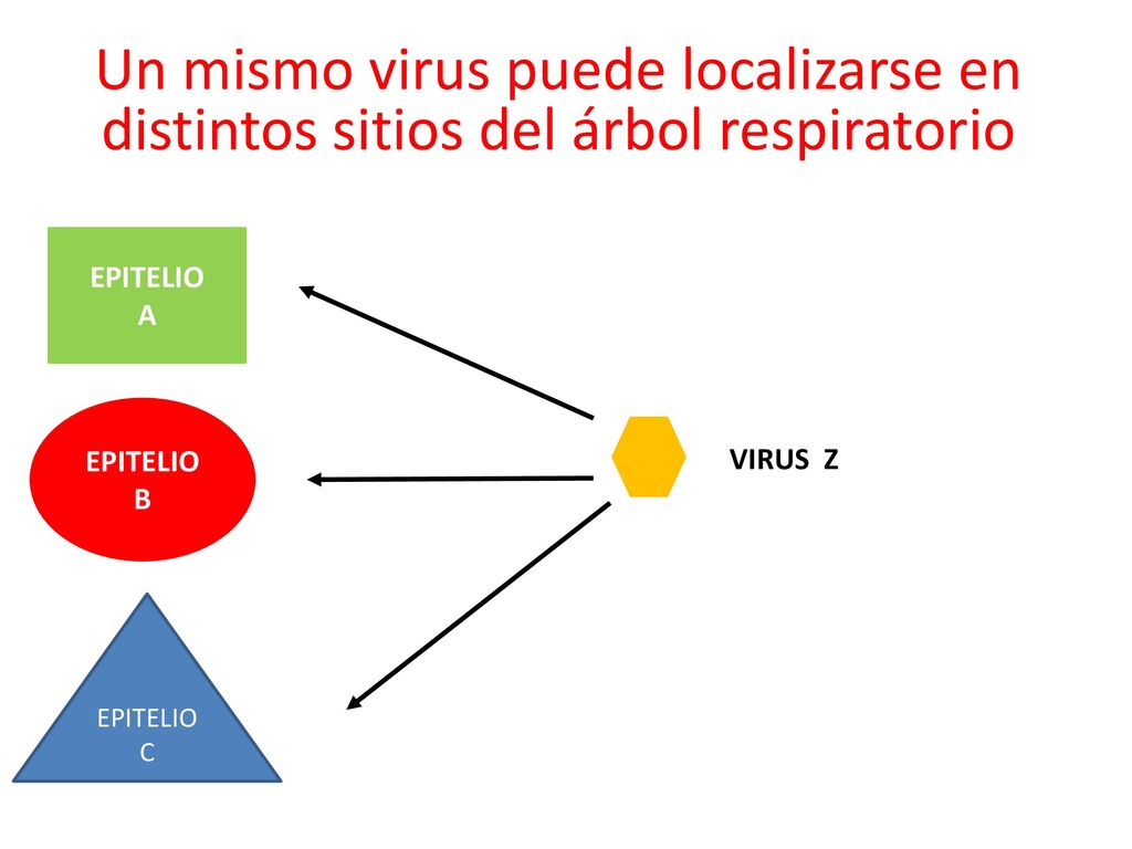 Un mismo virus puede localizarse en distintos sitios del árbol respiratorio
