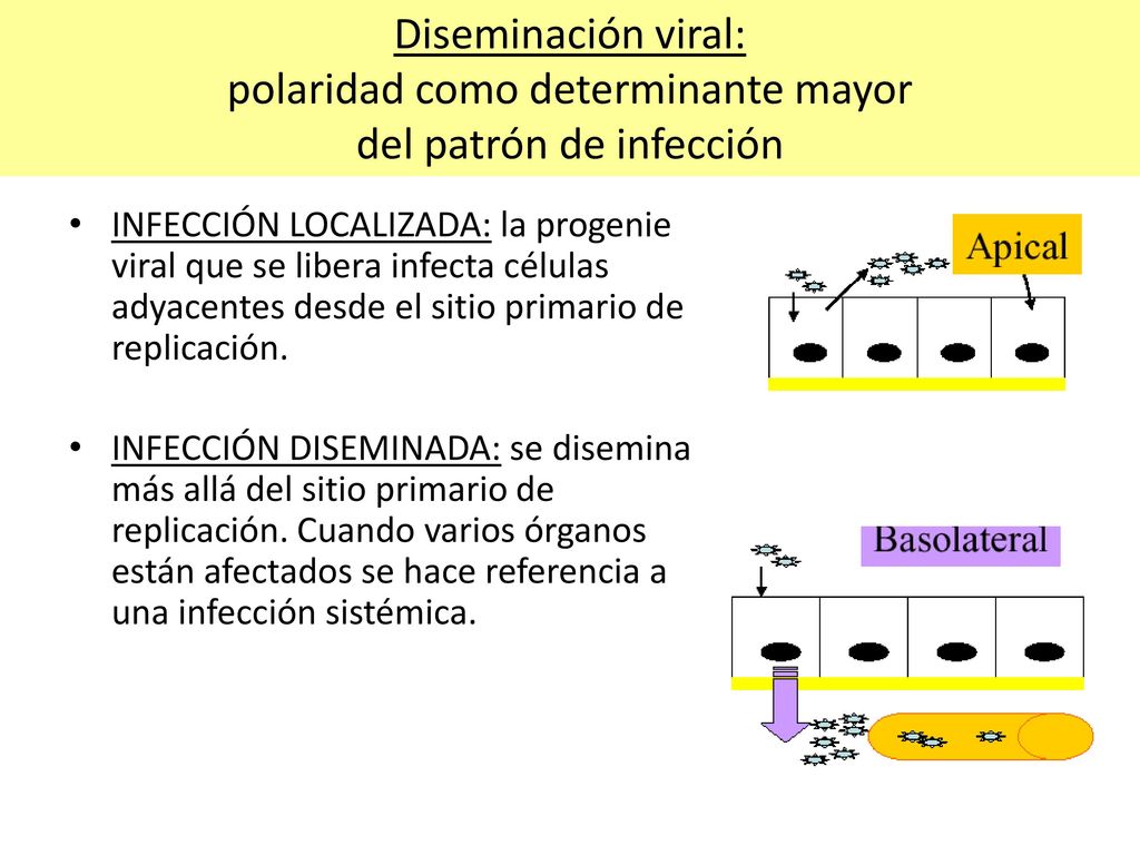 Diseminación viral: polaridad como determinante mayor del patrón de infección