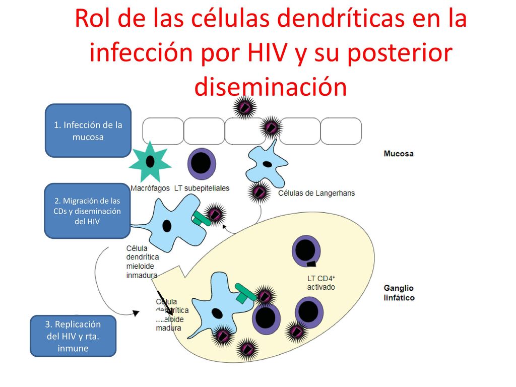 Rol de las células dendríticas en la infección por HIV y su posterior diseminación