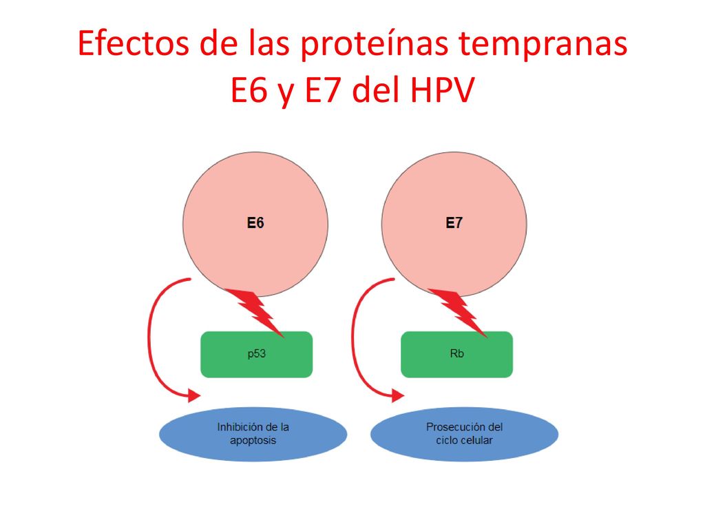 Efectos de las proteínas tempranas E6 y E7 del HPV