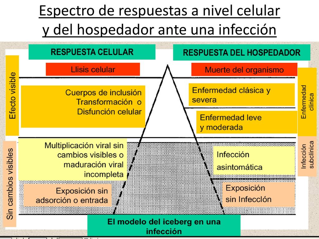 Espectro de respuestas a nivel celular y del hospedador ante una infección