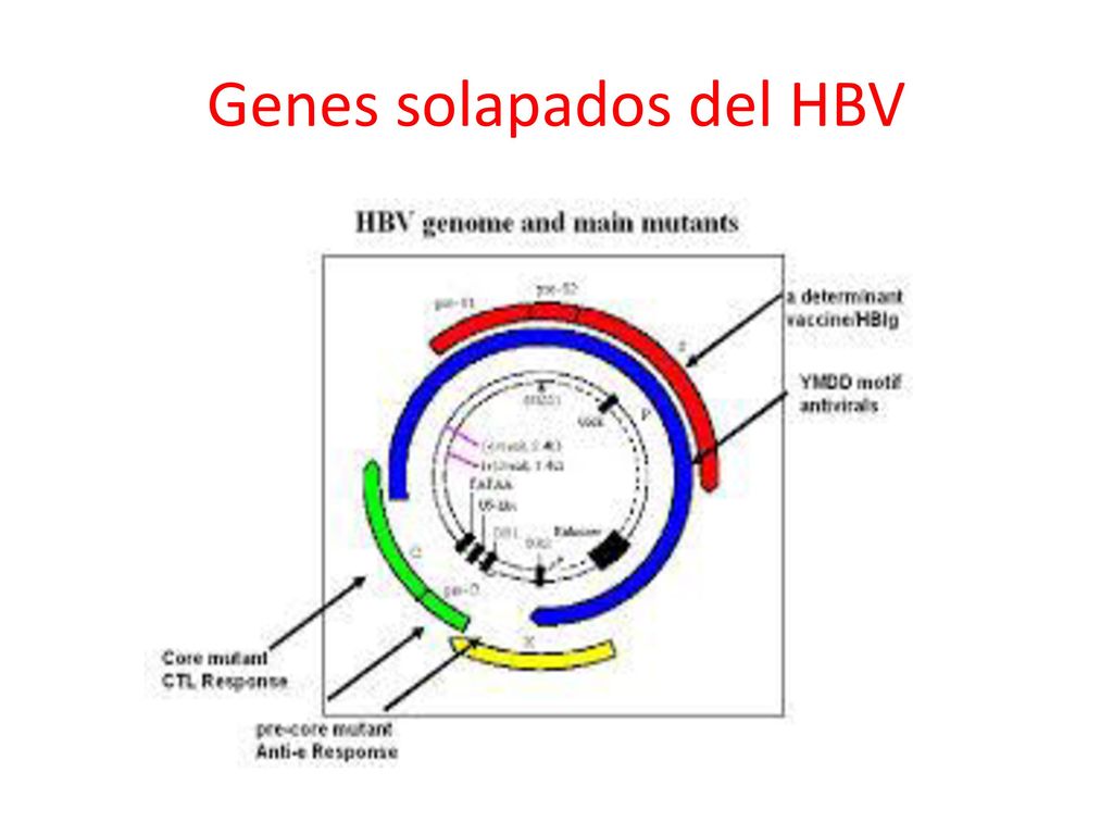 Genes solapados del HBV