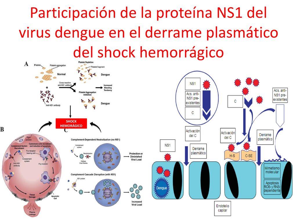 Participación de la proteína NS1 del virus dengue en el derrame plasmático del shock hemorrágico