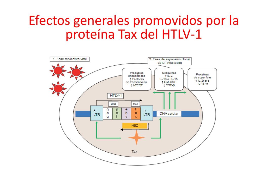 Efectos generales promovidos por la proteína Tax del HTLV-1