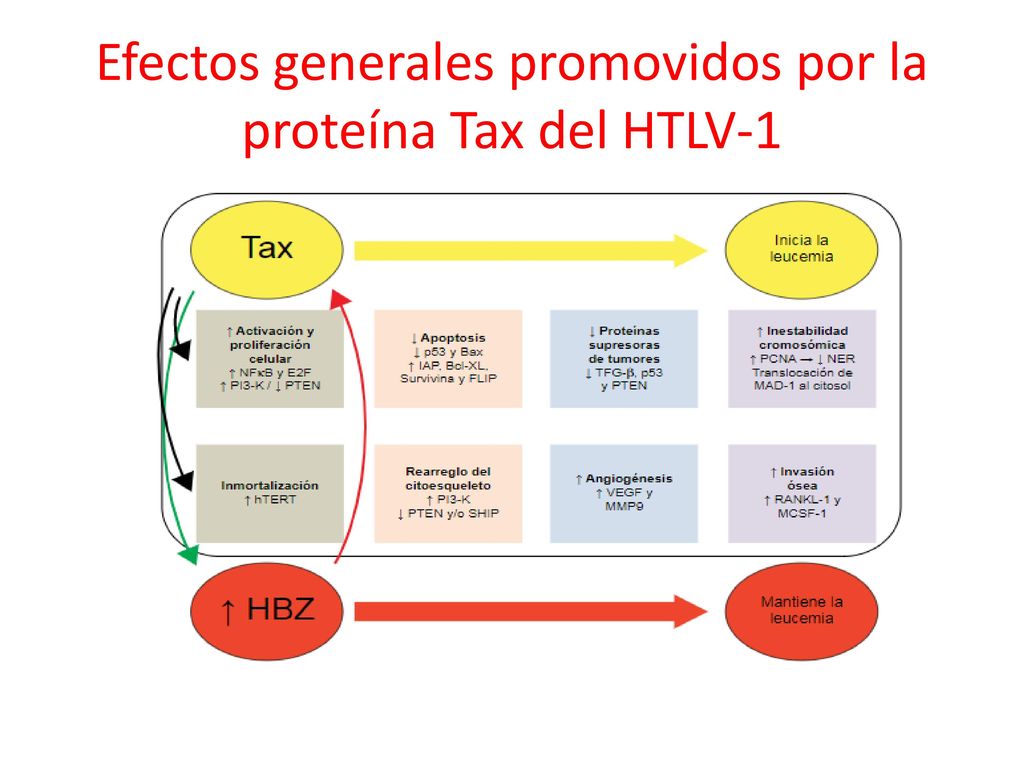 Efectos generales promovidos por la proteína Tax del HTLV-1