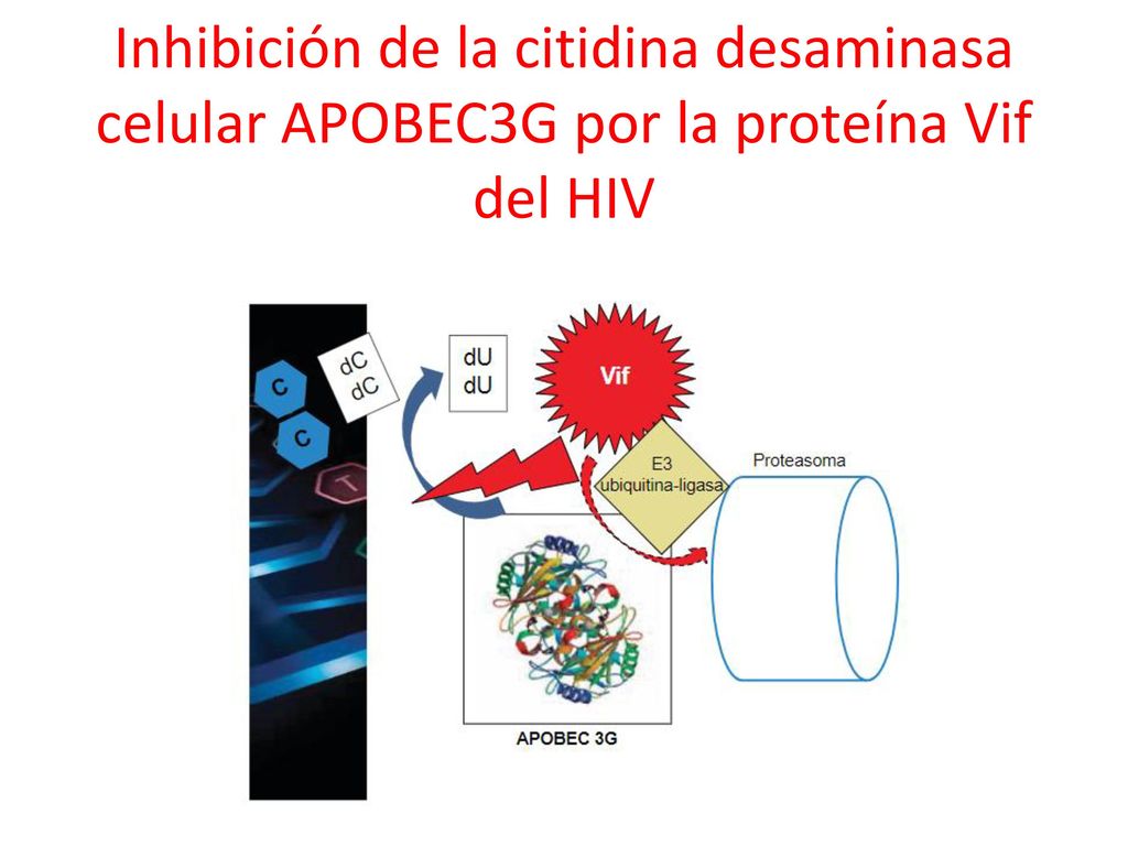 Inhibición de la citidina desaminasa celular APOBEC3G por la proteína Vif del HIV
