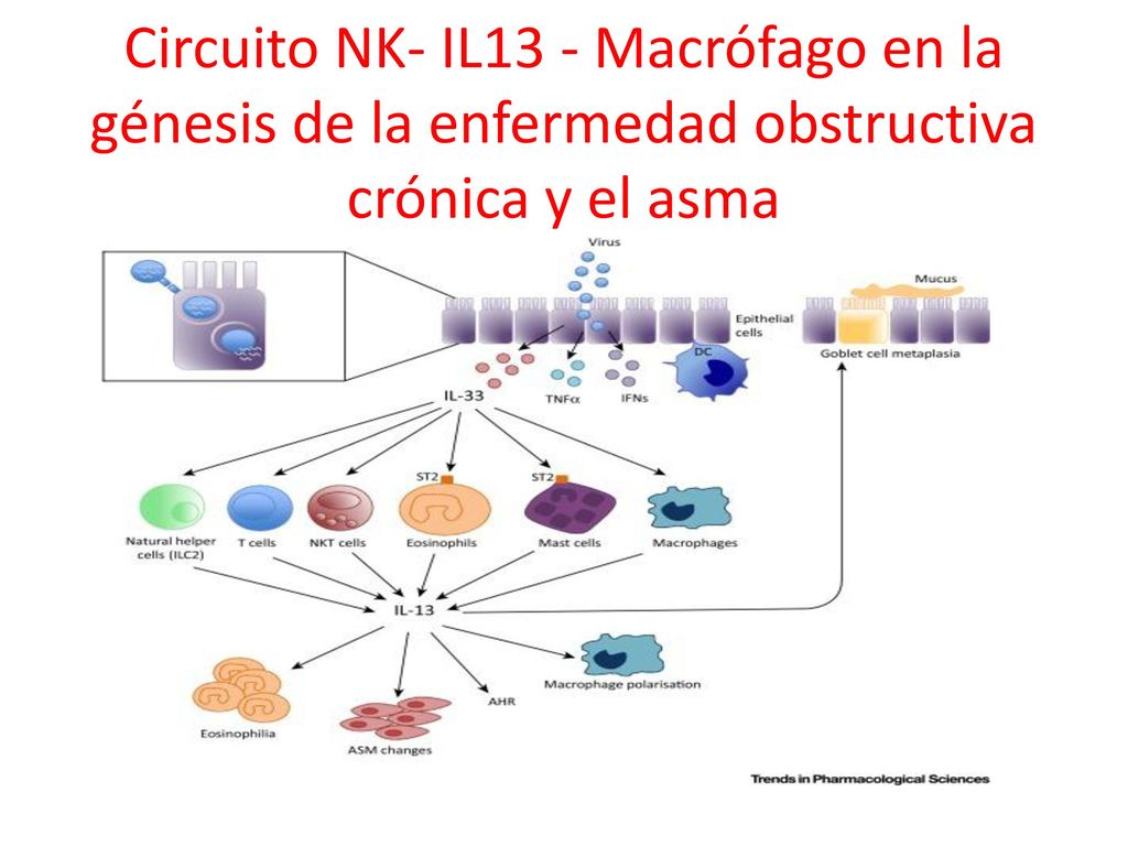 Circuito NK- IL13 - Macrófago en la génesis de la enfermedad obstructiva crónica y el asma