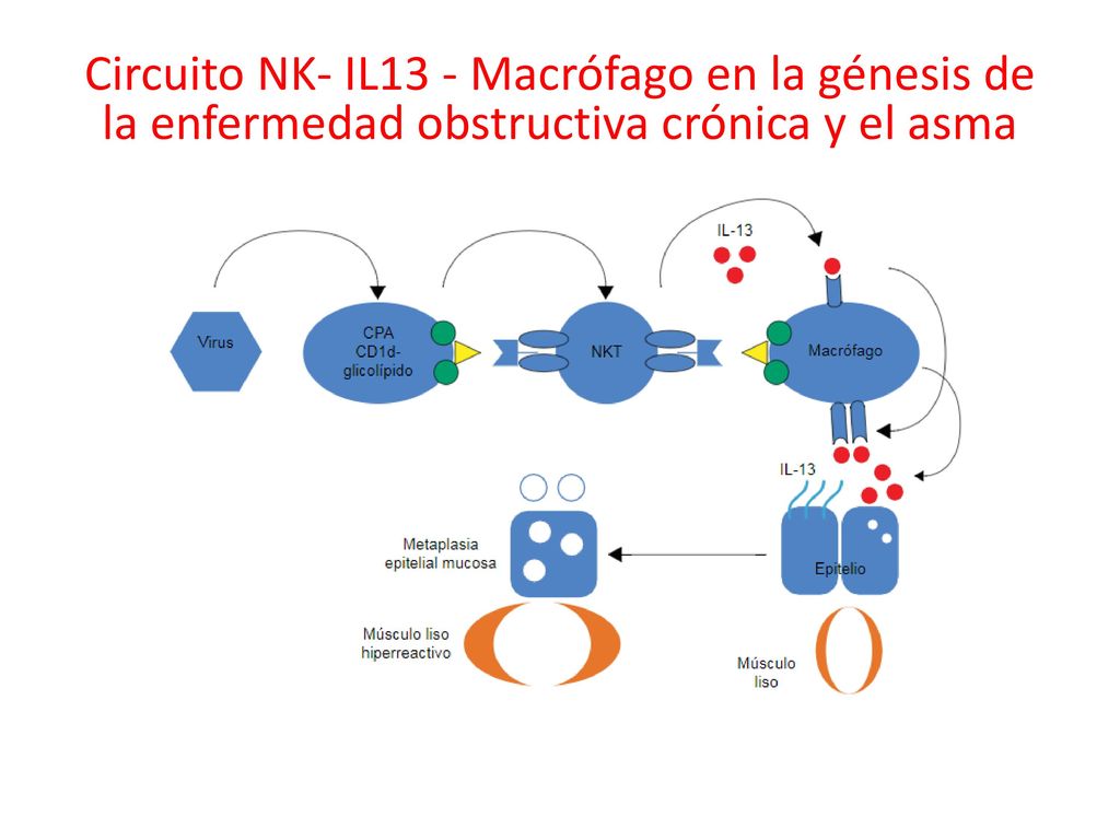 Circuito NK- IL13 - Macrófago en la génesis de la enfermedad obstructiva crónica y el asma