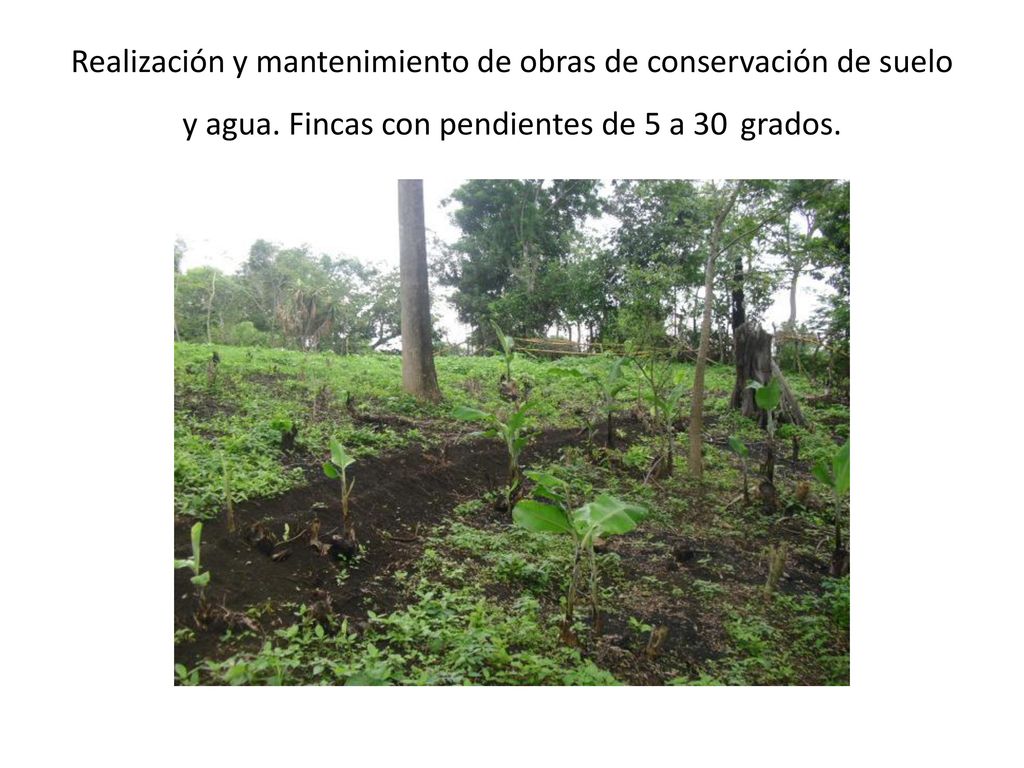 Realización y mantenimiento de obras de conservación de suelo y agua