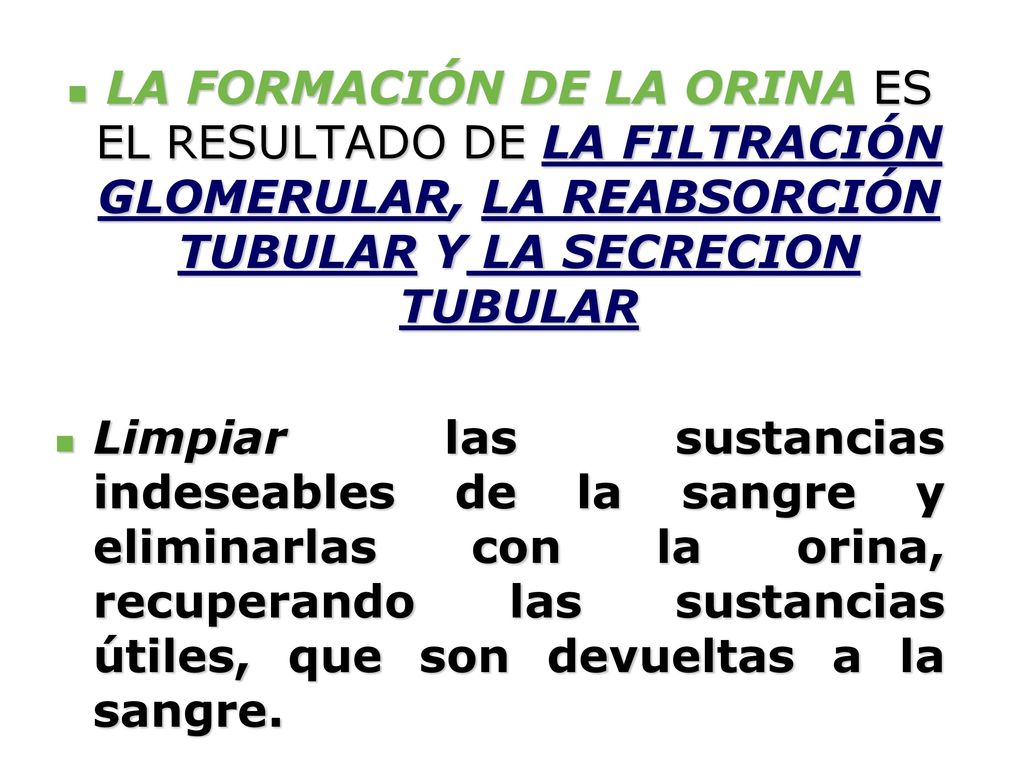 LA FORMACIÓN DE LA ORINA ES EL RESULTADO DE LA FILTRACIÓN GLOMERULAR, LA REABSORCIÓN TUBULAR Y LA SECRECION TUBULAR