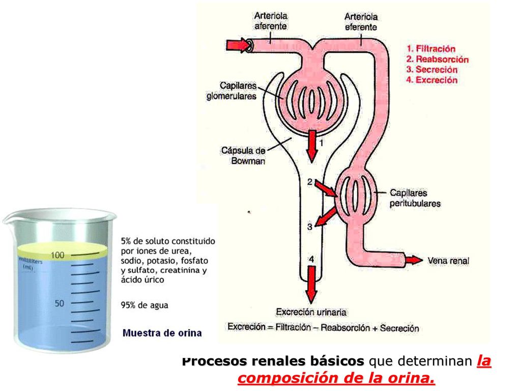 Procesos renales básicos que determinan la composición de la orina.
