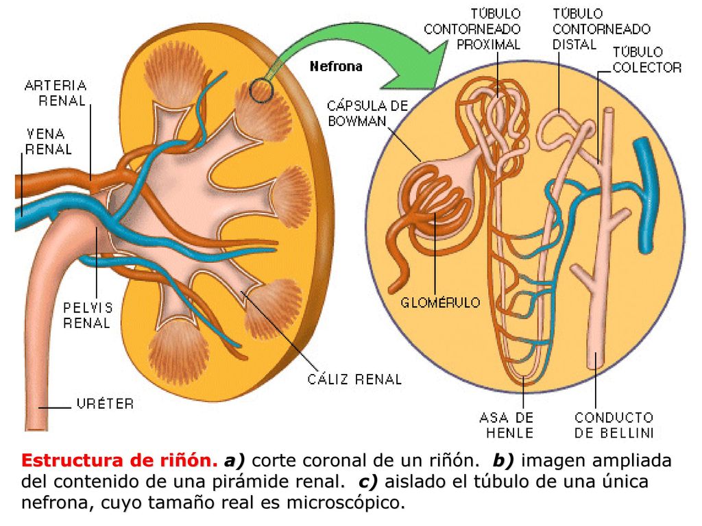 Estructura de riñón. a) corte coronal de un riñón