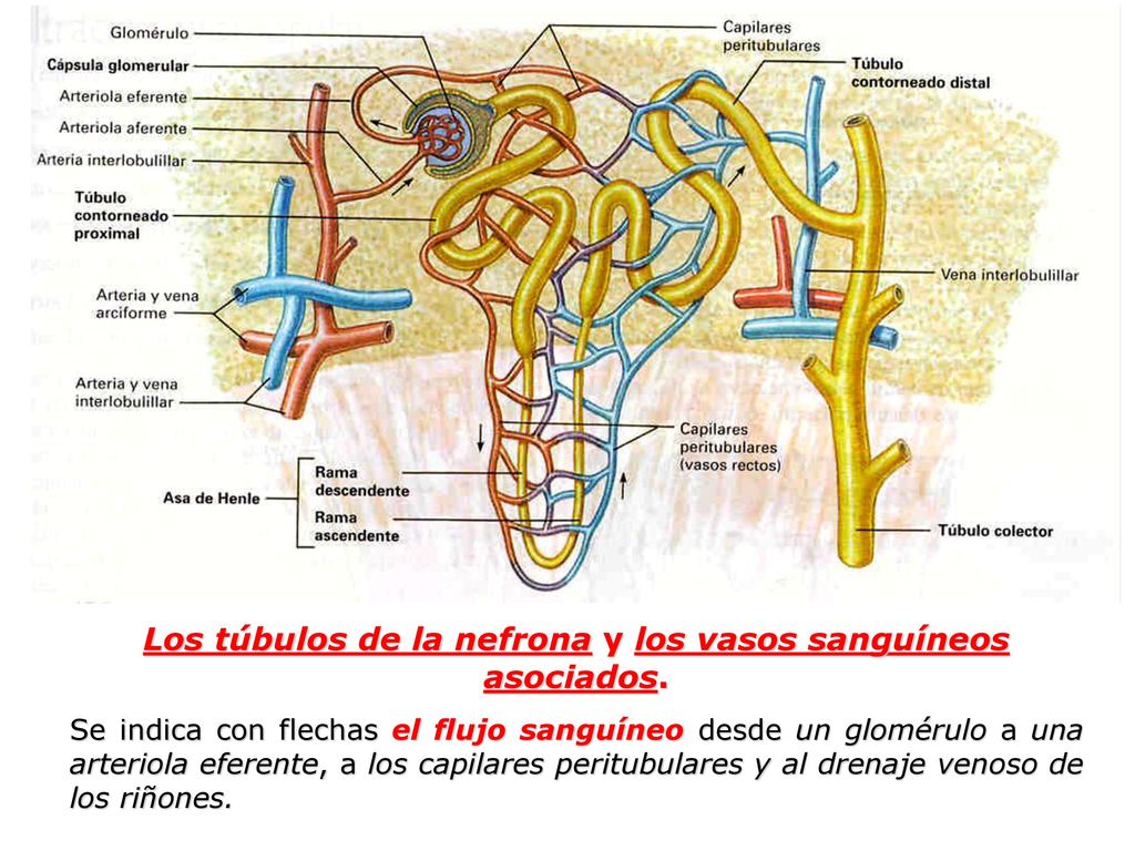Los túbulos de la nefrona y los vasos sanguíneos asociados.