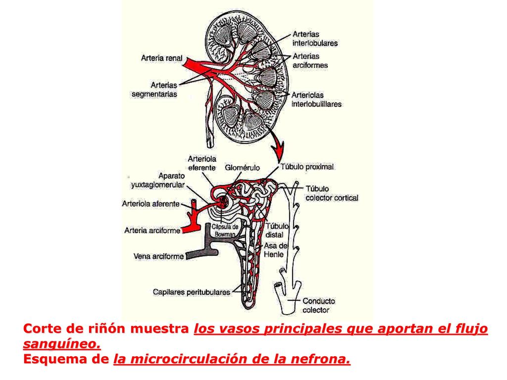 Corte de riñón muestra los vasos principales que aportan el flujo sanguíneo.