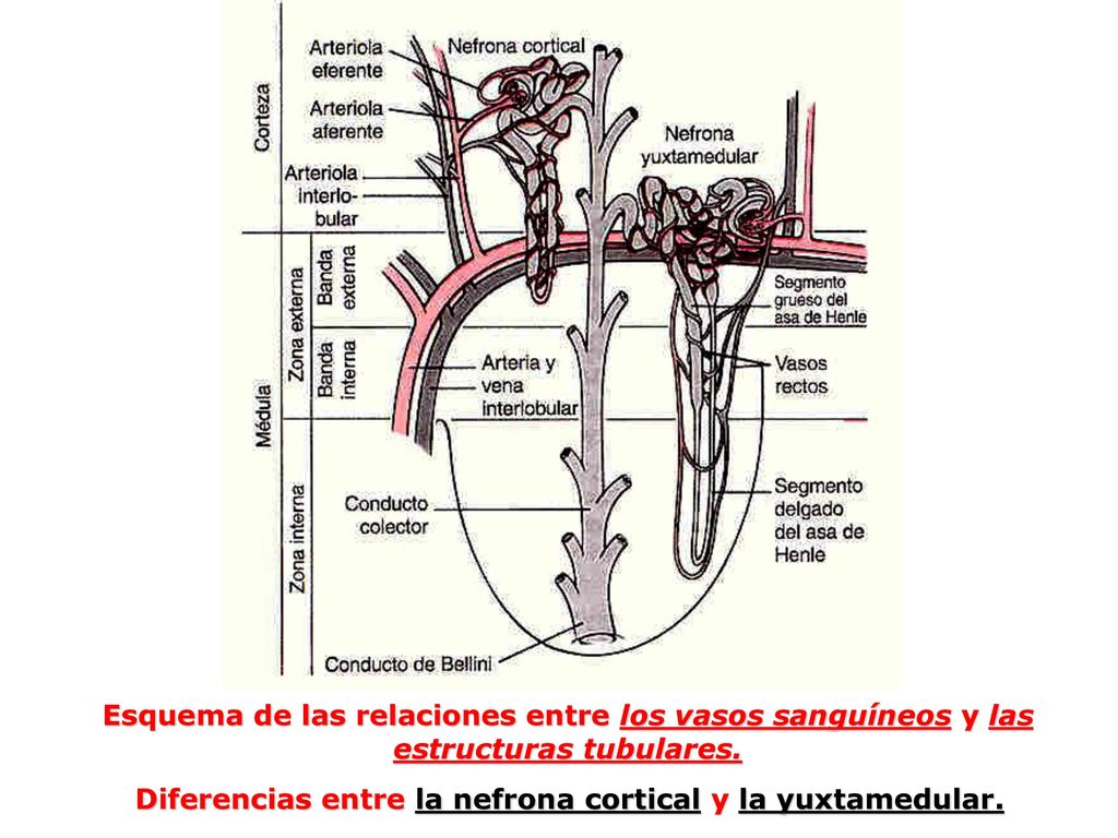 Esquema de las relaciones entre los vasos sanguíneos y las estructuras tubulares.