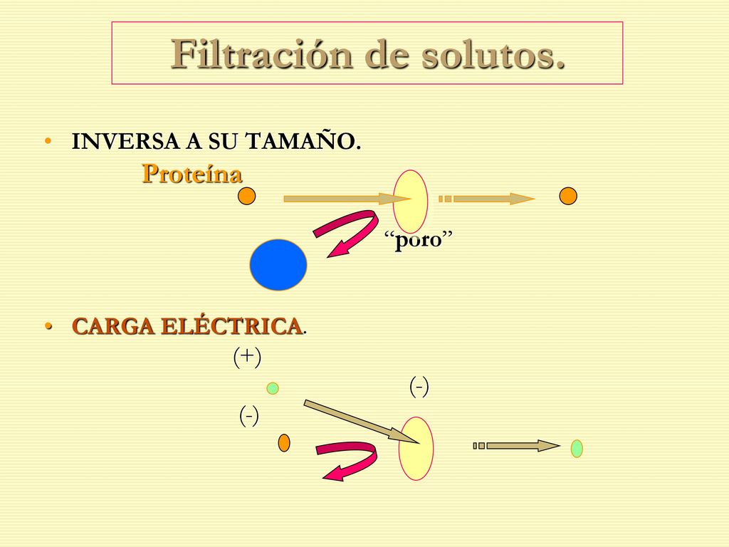 Filtración de solutos. INVERSA A SU TAMAÑO. Proteína poro