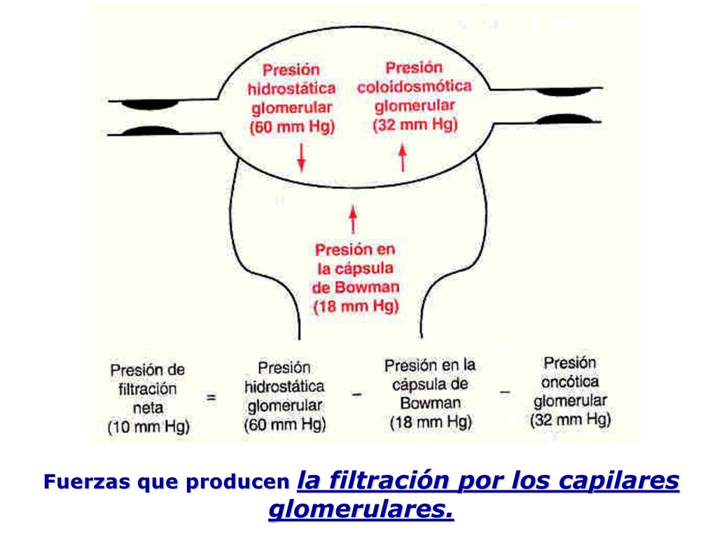 Fuerzas que producen la filtración por los capilares glomerulares.