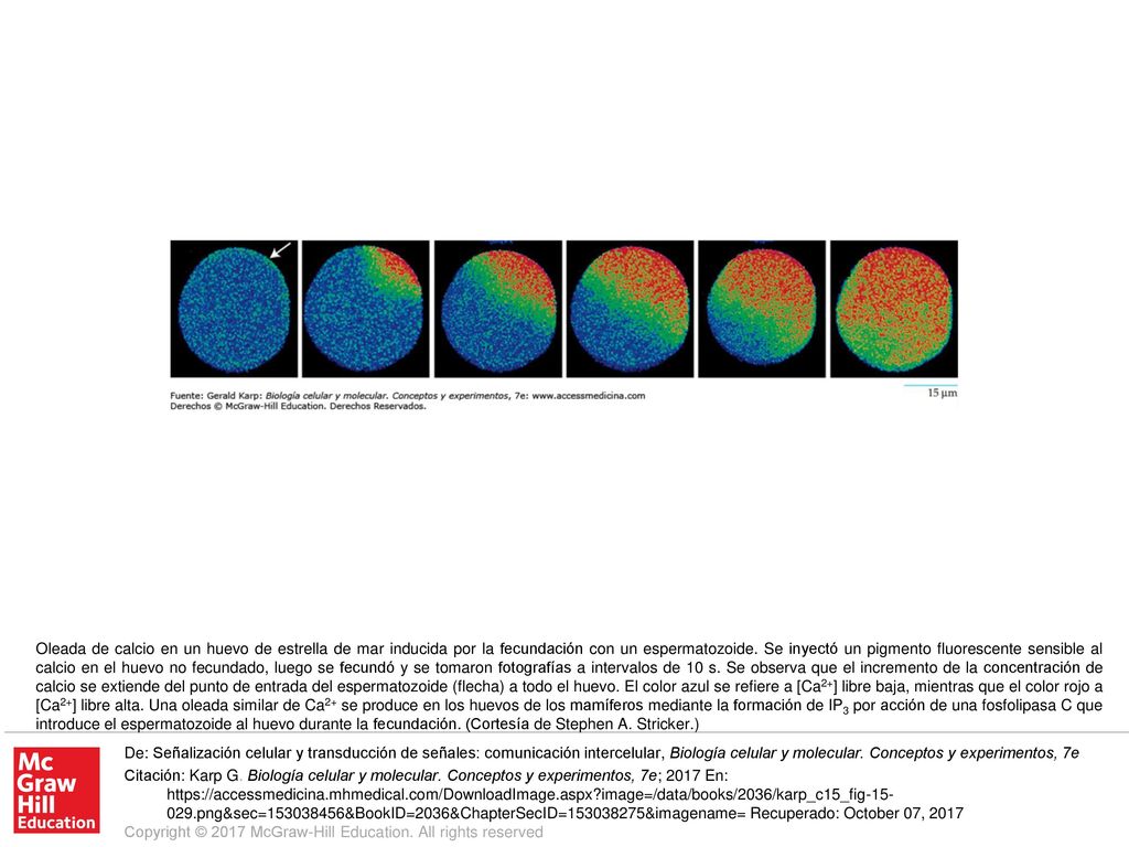 Oleada de calcio en un huevo de estrella de mar inducida por la fecundación con un espermatozoide. Se inyectó un pigmento fluorescente sensible al calcio en el huevo no fecundado, luego se fecundó y se tomaron fotografías a intervalos de 10 s. Se observa que el incremento de la concentración de calcio se extiende del punto de entrada del espermatozoide (flecha) a todo el huevo. El color azul se refiere a [Ca2+] libre baja, mientras que el color rojo a [Ca2+] libre alta. Una oleada similar de Ca2+ se produce en los huevos de los mamíferos mediante la formación de IP3 por acción de una fosfolipasa C que introduce el espermatozoide al huevo durante la fecundación. (Cortesía de Stephen A. Stricker.)