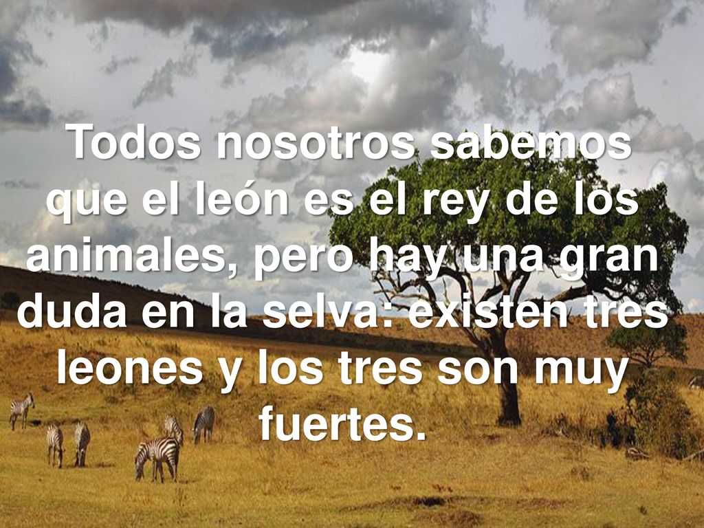 Todos nosotros sabemos que el león es el rey de los animales, pero hay una gran duda en la selva: existen tres leones y los tres son muy fuertes.