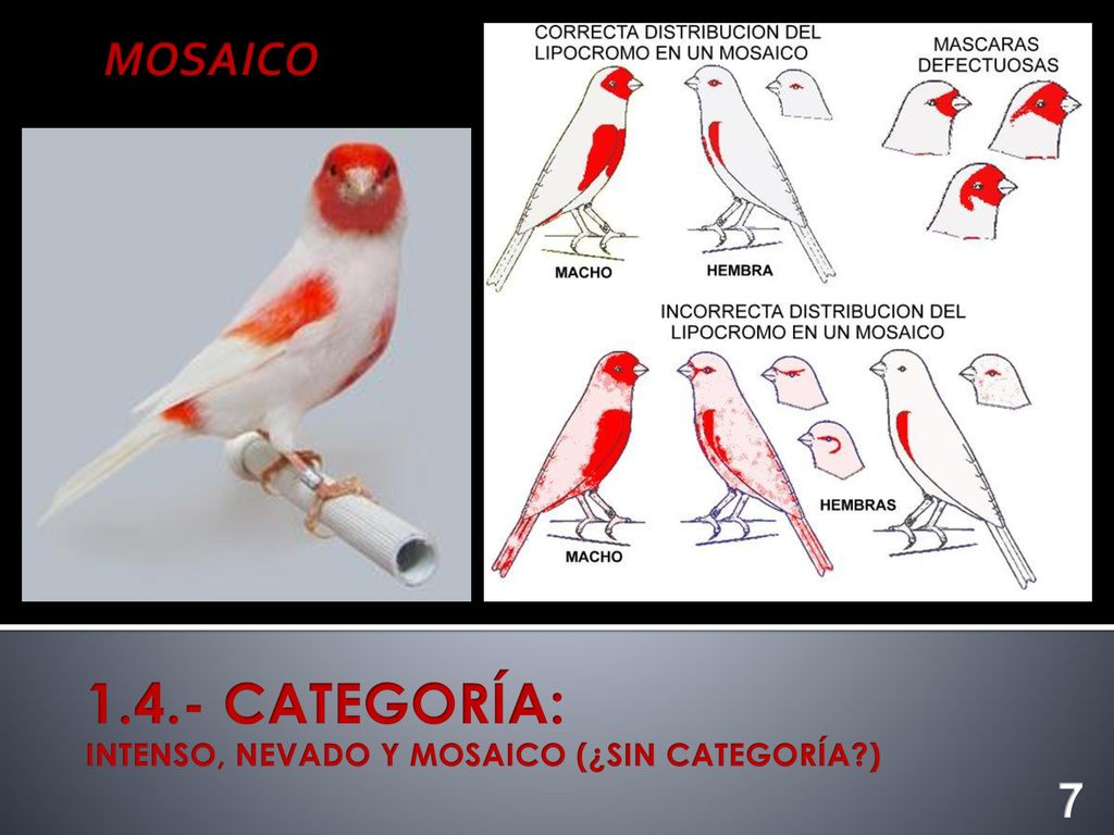 MOSAICO CATEGORÍA: INTENSO, NEVADO Y MOSAICO (¿SIN CATEGORÍA ) 7