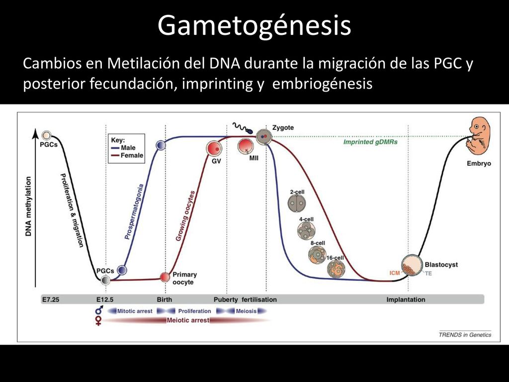 Gametogénesis Cambios en Metilación del DNA durante la migración de las PGC y posterior fecundación, imprinting y embriogénesis.