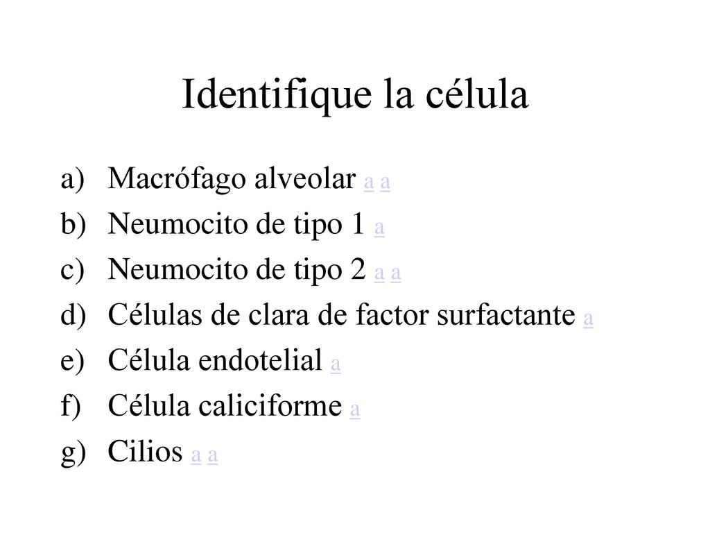 Identifique la célula Macrófago alveolar a a Neumocito de tipo 1 a