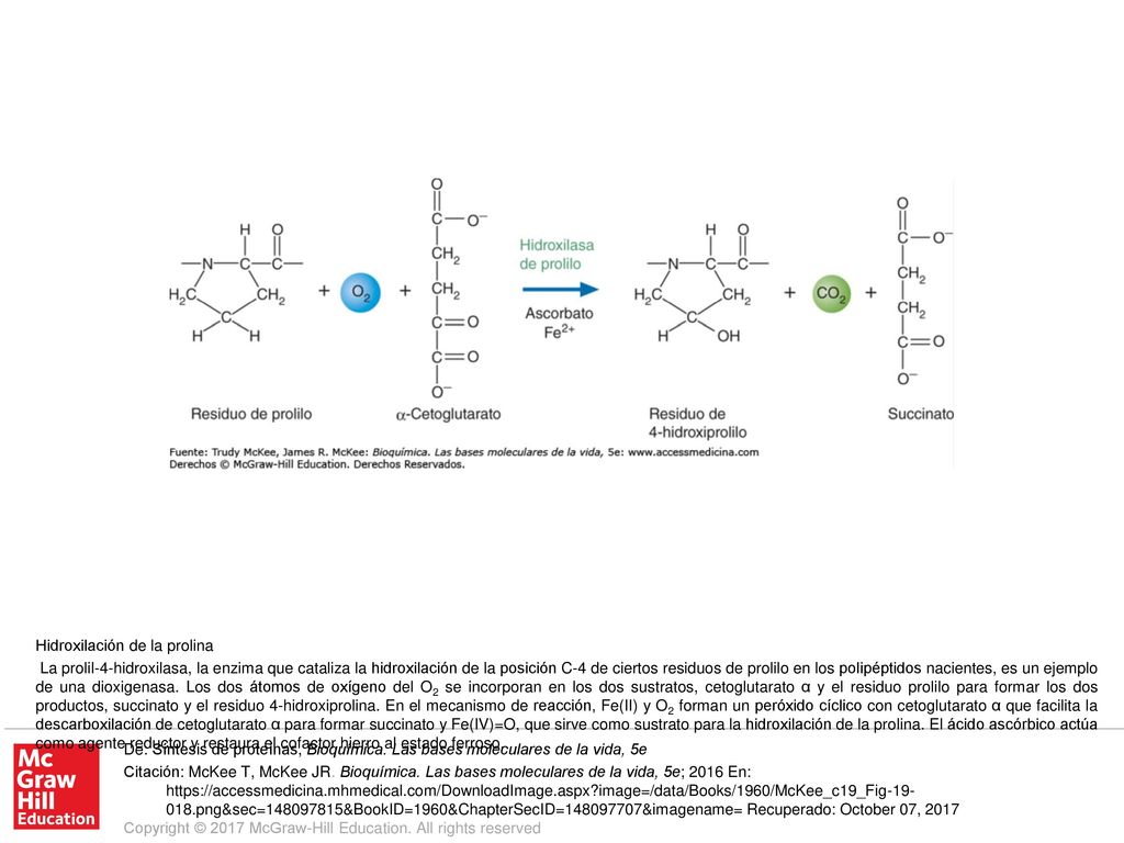 La prolil-4-hidroxilasa, la enzima que cataliza la hidroxilación de la posición C-4 de ciertos residuos de prolilo en los polipéptidos nacientes, es un ejemplo de una dioxigenasa. Los dos átomos de oxígeno del O2 se incorporan en los dos sustratos, cetoglutarato α y el residuo prolilo para formar los dos productos, succinato y el residuo 4-hidroxiprolina. En el mecanismo de reacción, Fe(II) y O2 forman un peróxido cíclico con cetoglutarato α que facilita la descarboxilación de cetoglutarato α para formar succinato y Fe(IV)=O, que sirve como sustrato para la hidroxilación de la prolina. El ácido ascórbico actúa como agente reductor y restaura el cofactor hierro al estado ferroso.