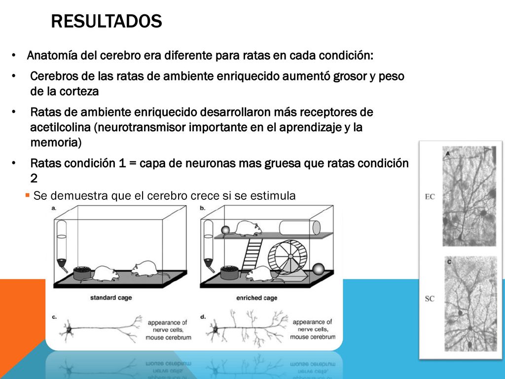 Resultados Anatomía del cerebro era diferente para ratas en cada condición: